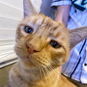 Meet your Posher, Josh